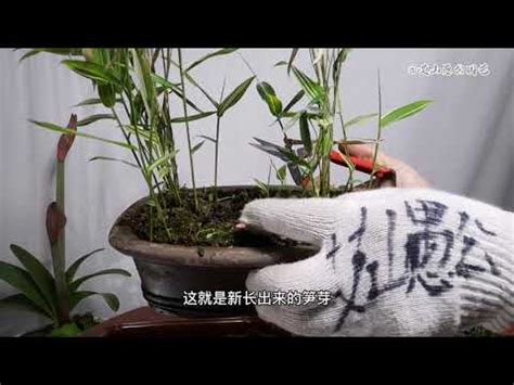 竹盆栽|竹子盆栽照顧祕訣，讓你的植物蓬勃生長！ 